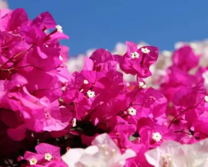 La bugambilia una bella flor con propiedades medicinales