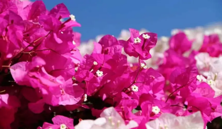 La bugambilia una bella flor con propiedades medicinales