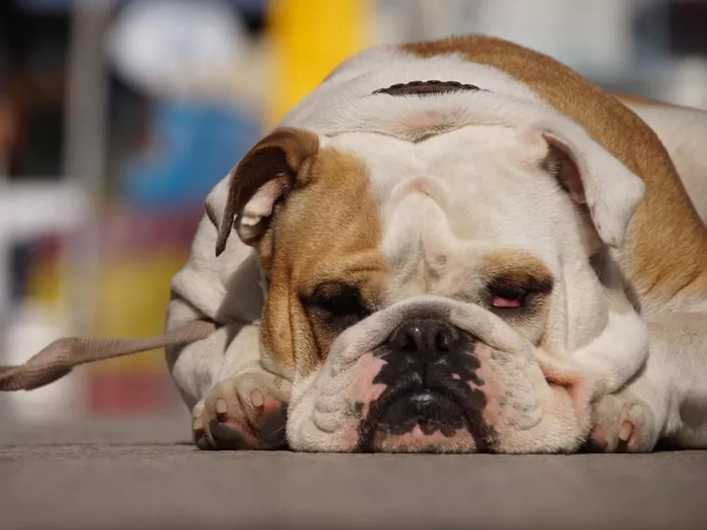 Así se usa correctamente la correa del perro