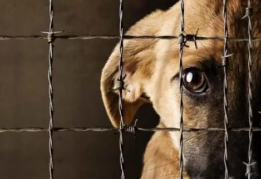 Hasta dos años de cárcel por maltrato animal y zoofilia