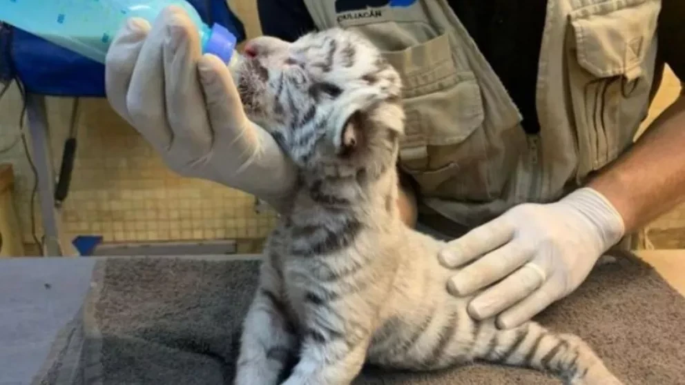 ¡Vamos a conocer al cachorro de tigre blanco en Zoológico de Culiacán!
