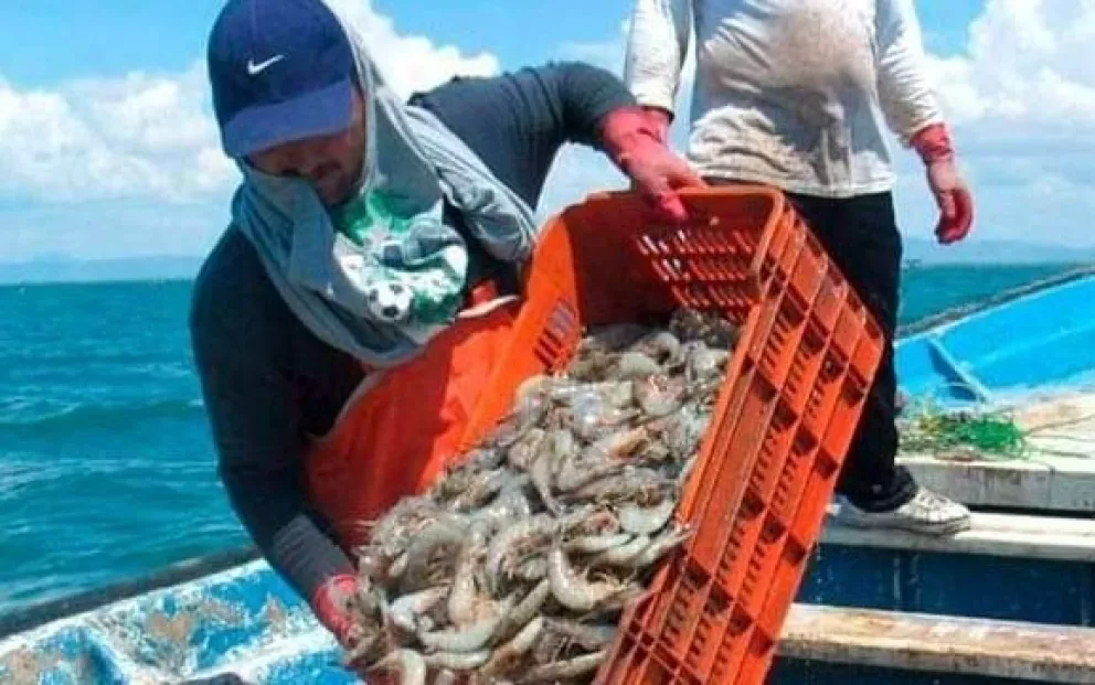 Sinaloa, líder en producción de camarón de granja