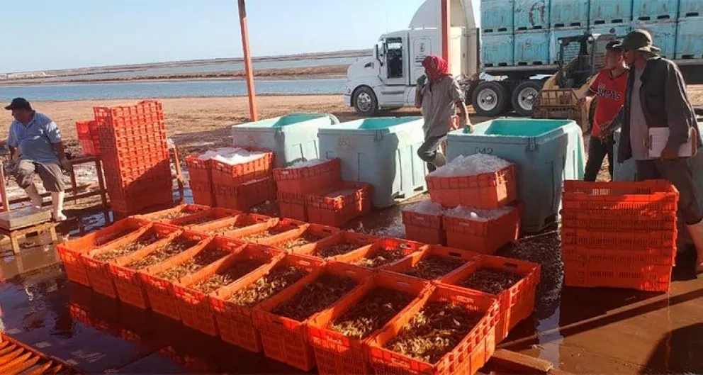 Intensifican cosechas parciales de camarón en granjas de Sonora