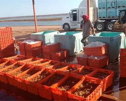 Intensifican cosechas parciales de camarón en granjas de Sonora