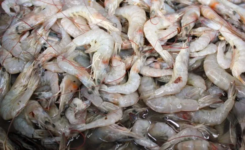 La captura de camarón es una esperanza para los pescadores