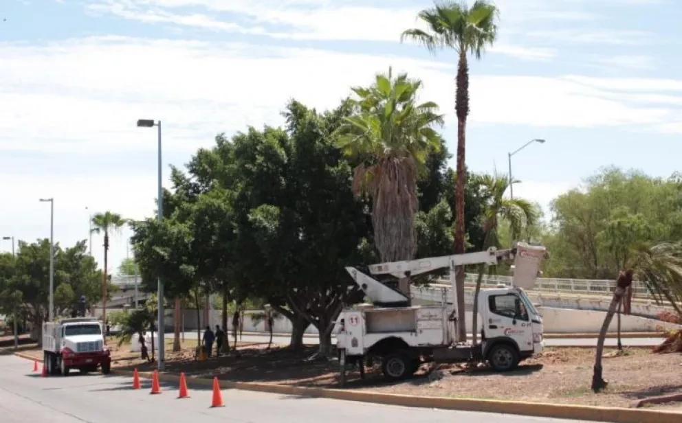 Inicia mantenimiento de palmas en camellones de Culiacán