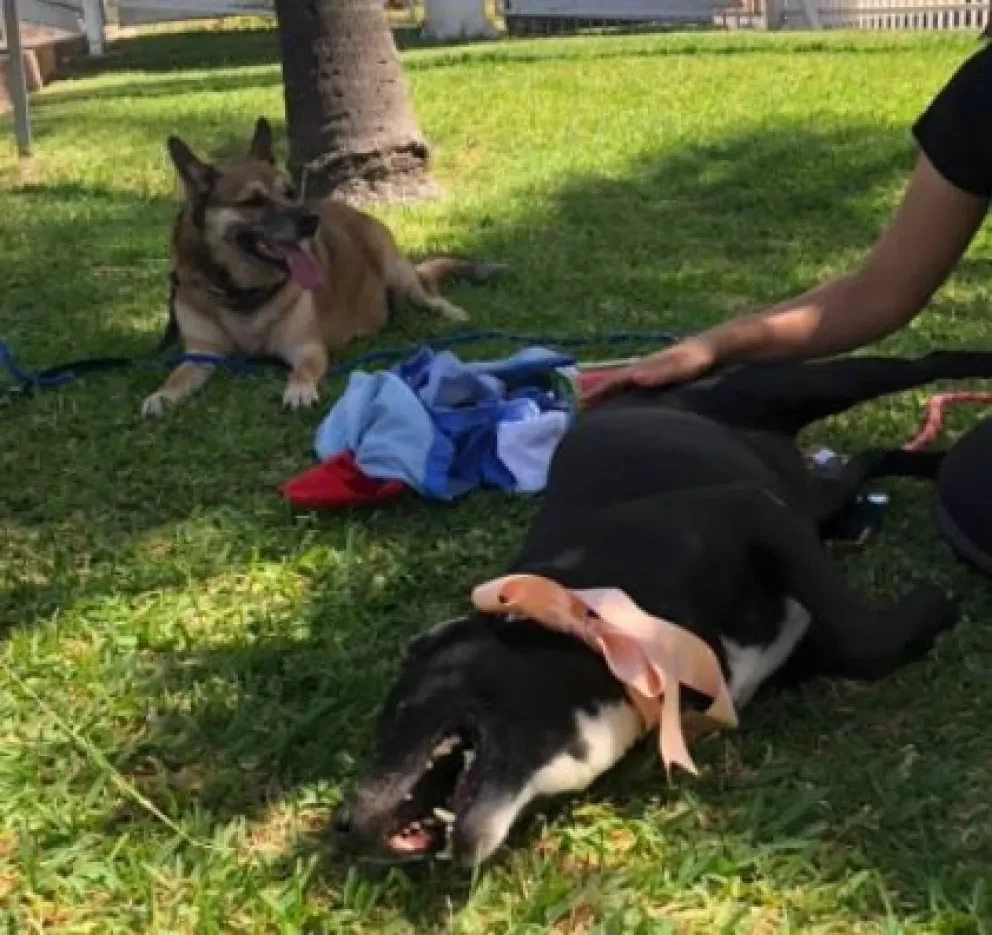 ¡Ayudemos a 150 perros y gatos en Fundación Laika!