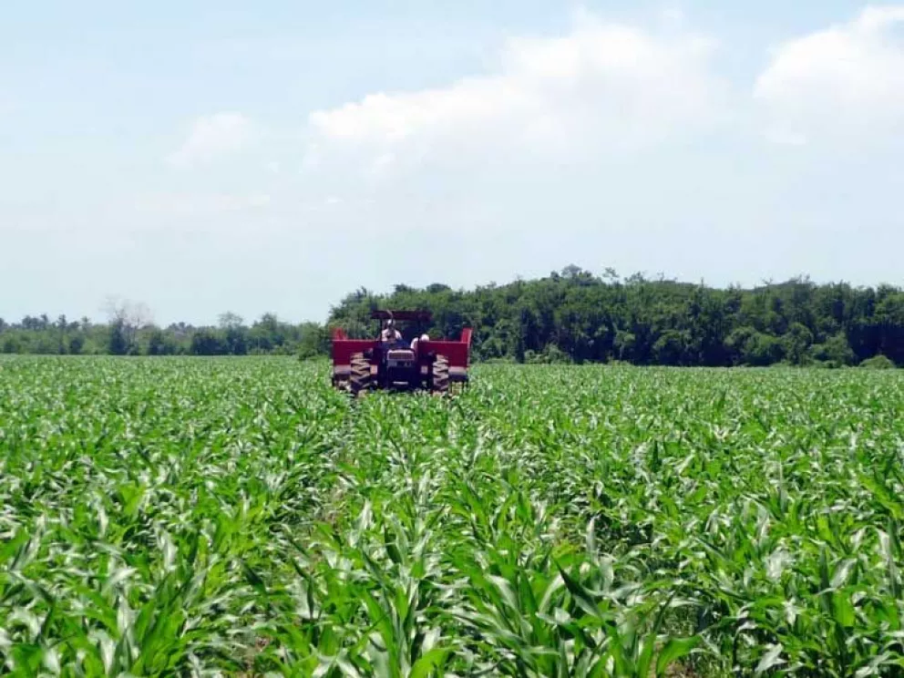 5 mejores productos agrícolas de Sinaloa