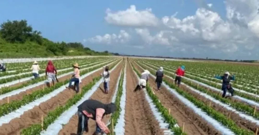 Nuestros agricultores: Sinaloa siembra un millón de hectáreas en 2020