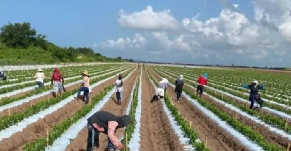 Nuestros agricultores: Sinaloa siembra un millón de hectáreas en 2020