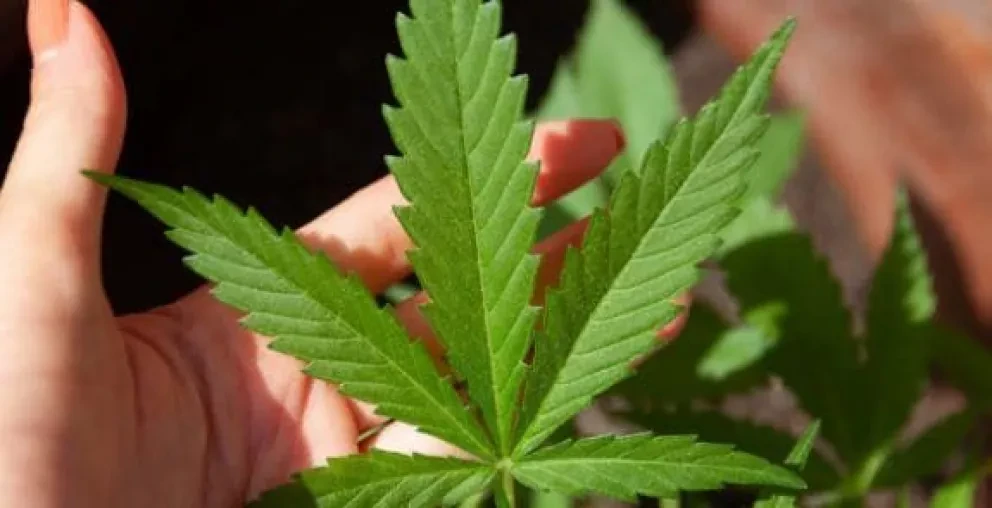 Conoce el reglamento para el consumo de marihuana medicinal en México