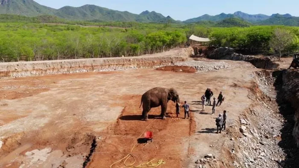 VIDEO: El elefante Big boy ya está disfrutando su nueva casa