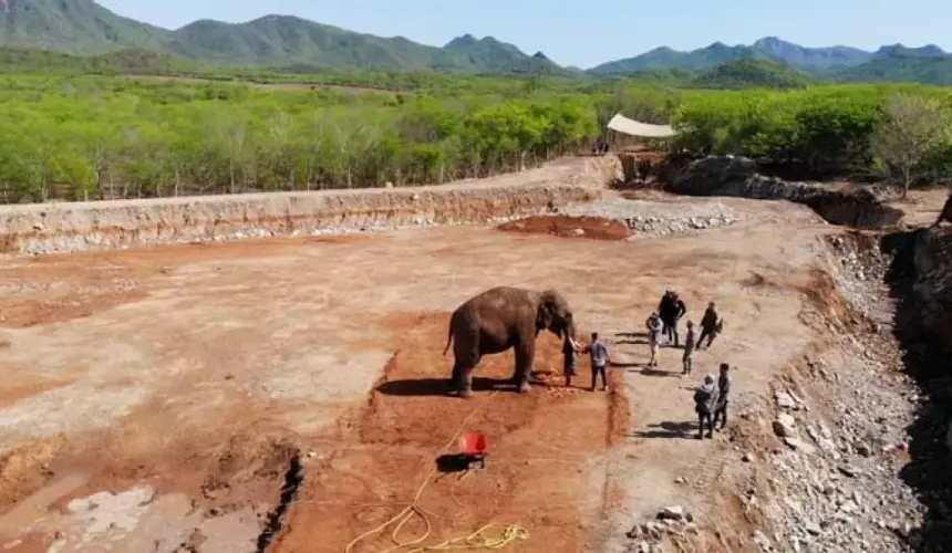 VIDEO: El elefante Big boy ya está disfrutando su nueva casa