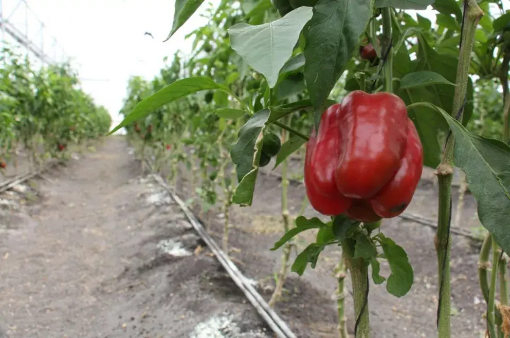Sinaloa reforzará estrategias de supervisión fitozoosanitaria