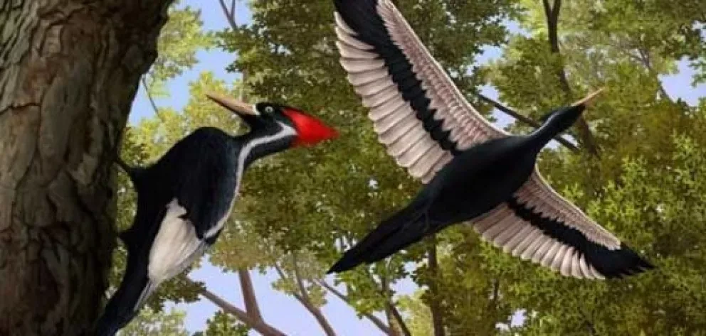 Réquiem para el Carpintero Pico de Marfil y el Carpintero Imperial