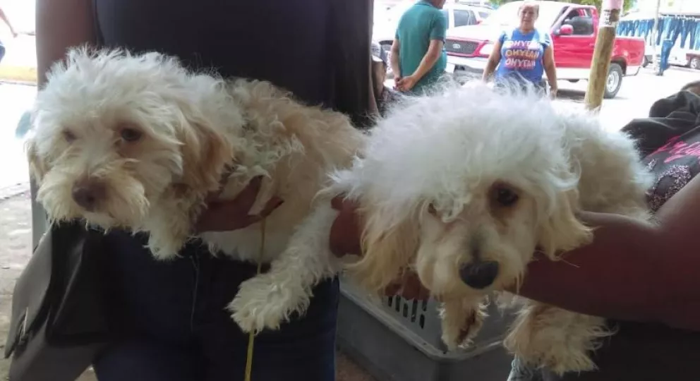 Continúa exitosa la castración de mascotas en Villa Juárez
