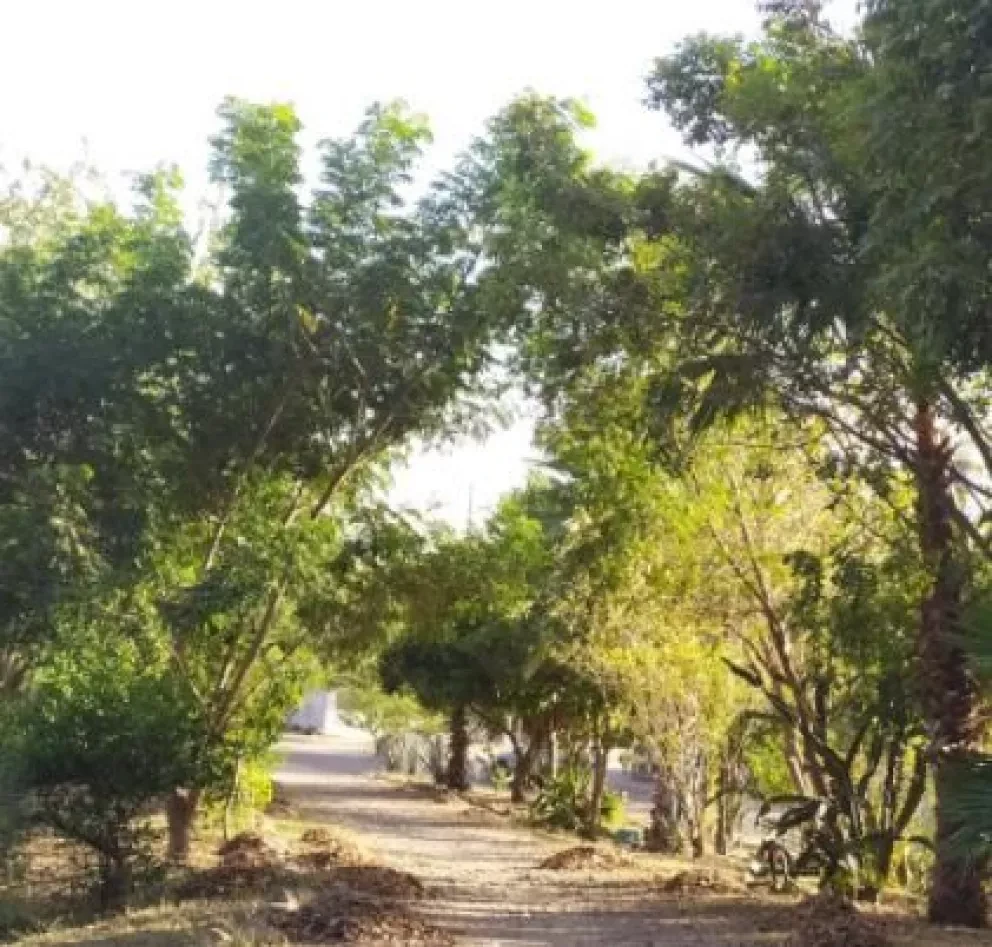 Ceibas Park el legado de Juan Castro en Culiacán