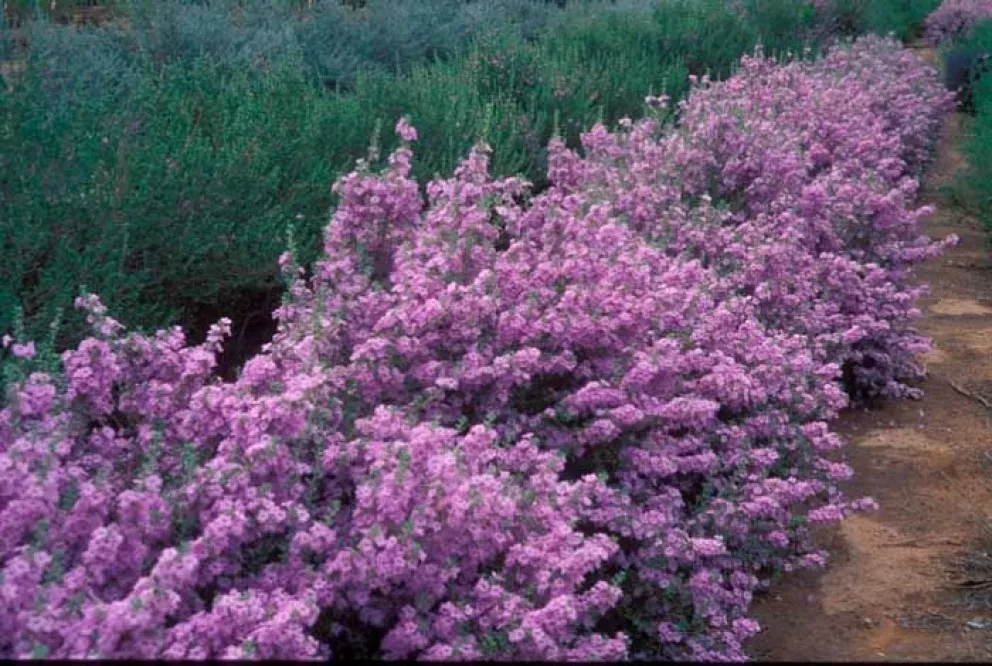 México #2 en plantas medicinales registradas