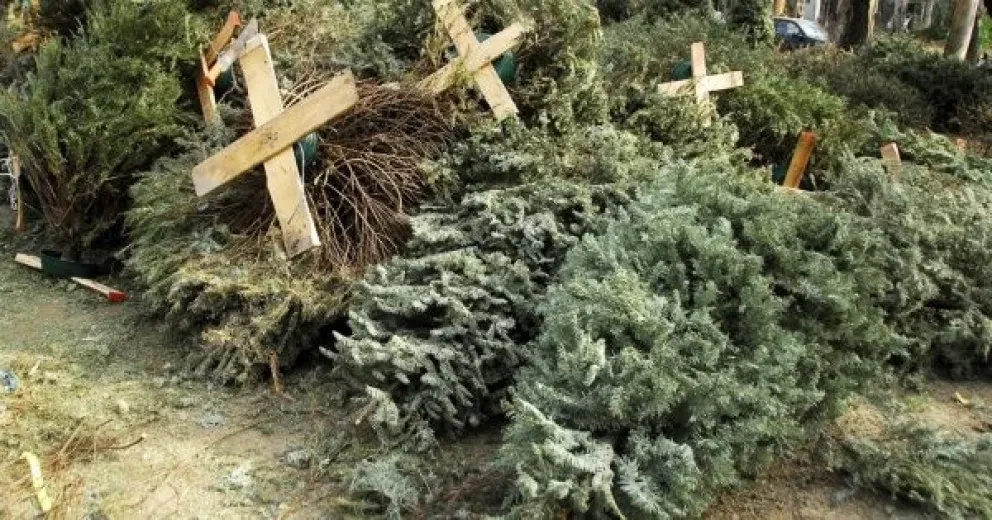 14 centros de acopio para pinos de Navidad en Culiacán