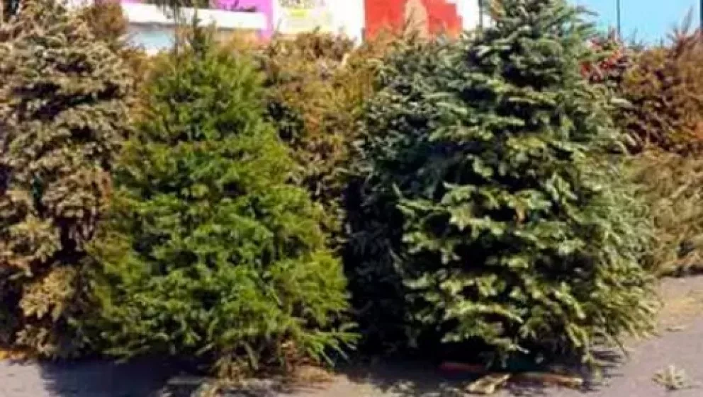 ¡No contamines! Centros de acopio para arbolitos de Navidad en Culiacán