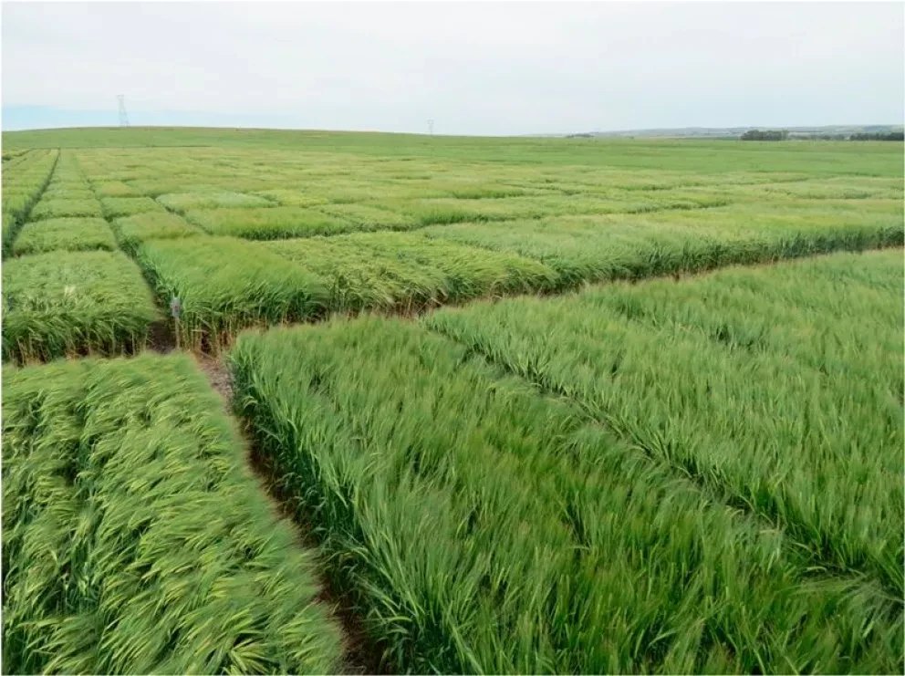 Cultivo de cebada, reconversión productiva en norte de Sinaloa