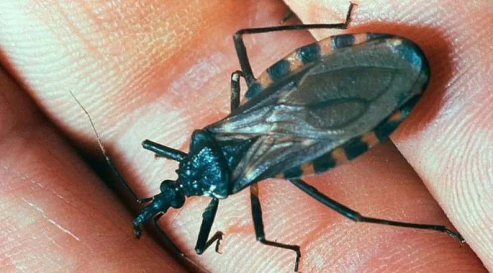 Desarrollan medicamento para el Chagas de la chinche Compostela