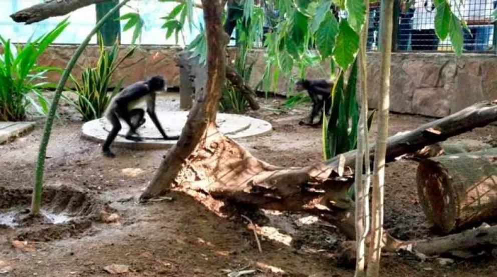 Al zoológico de Culiacán 2 monos arañas rescatados de tráfico de animales