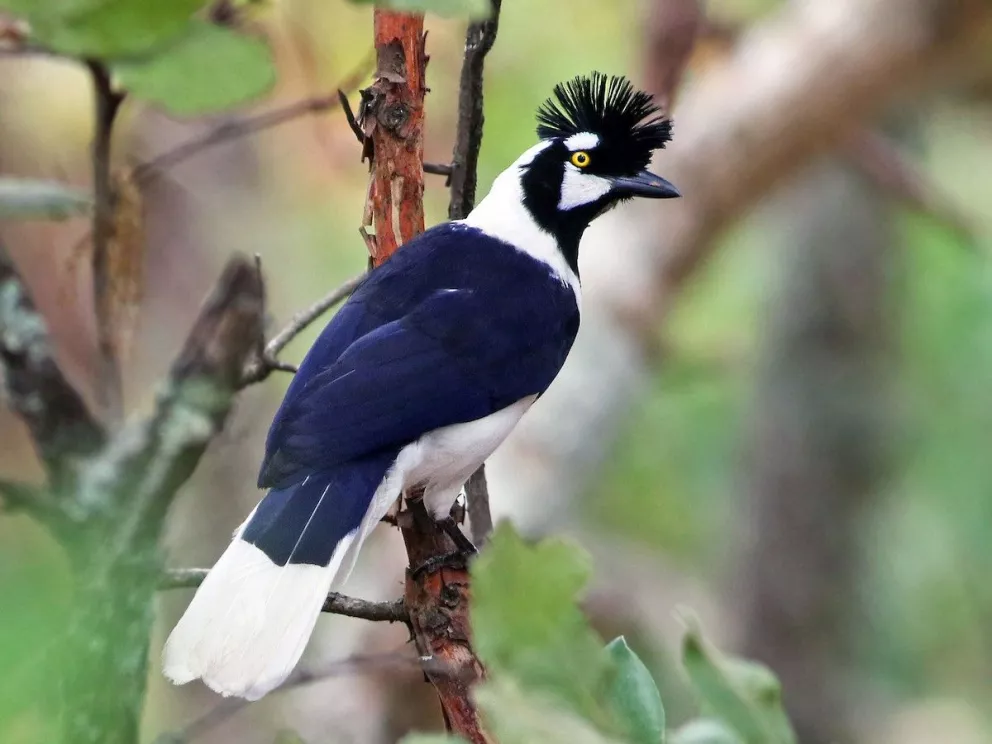 La Chara pinta ave única de Sinaloa en el mundo