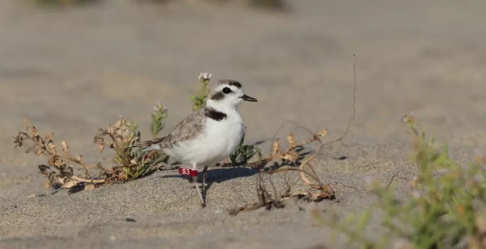 El Chorlo Nevado (Charadrius nivosus)