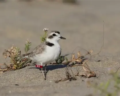 El Chorlo Nevado (Charadrius nivosus)