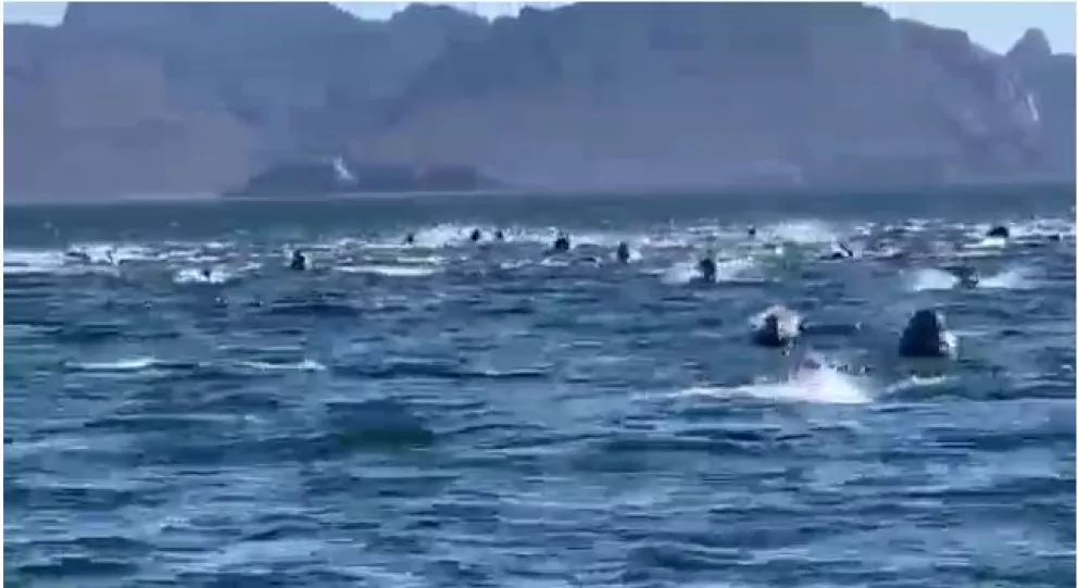 (VIDEO) Cientos de delfines vuelven espectacular paseo familiar en Guaymas