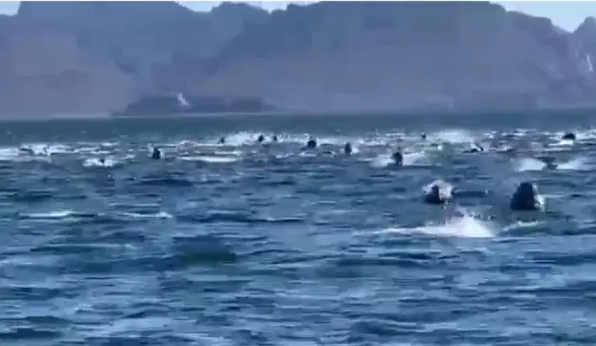 (VIDEO) Cientos de delfines vuelven espectacular paseo familiar en Guaymas