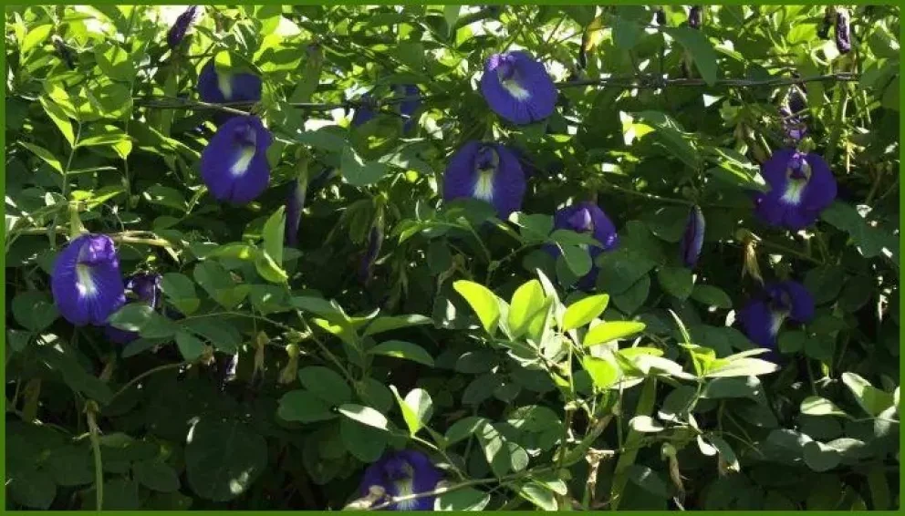 Villa Juárez adoptó la clitoria como cerca viva