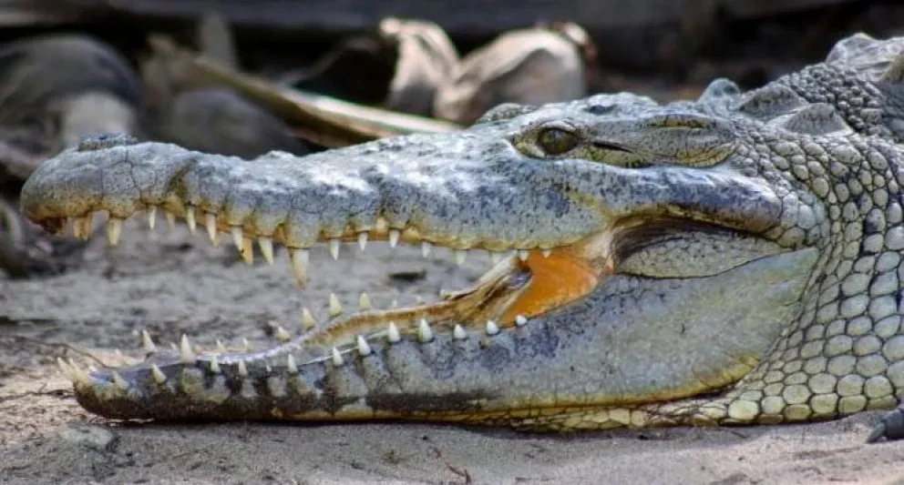 En Culiacán mayor número de cocodrilos de Sinaloa