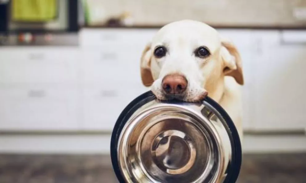 15 alimentos que no deben comer los perros