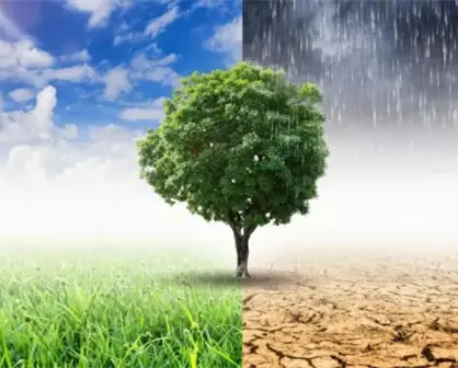 COP 24…25… y COP 26…