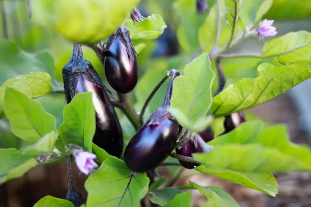 ¿Cuántas recetas con berenjena conoces?