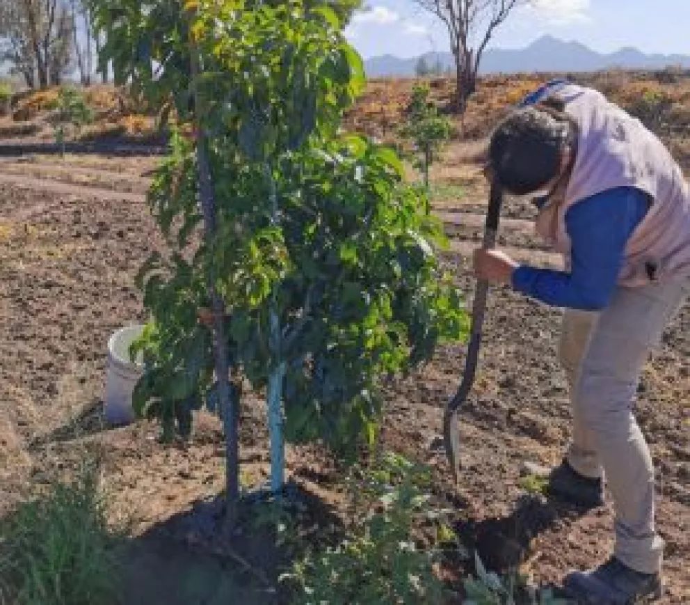 Validan cultivo de aguacate en Sinaloa