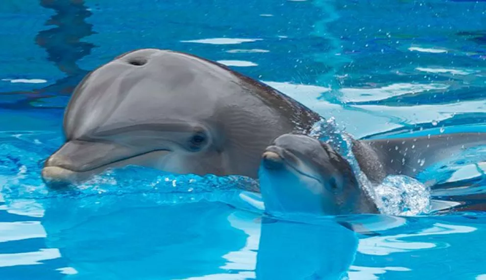 Salvan delfín en Bahía de Altata enredado en chinchorro