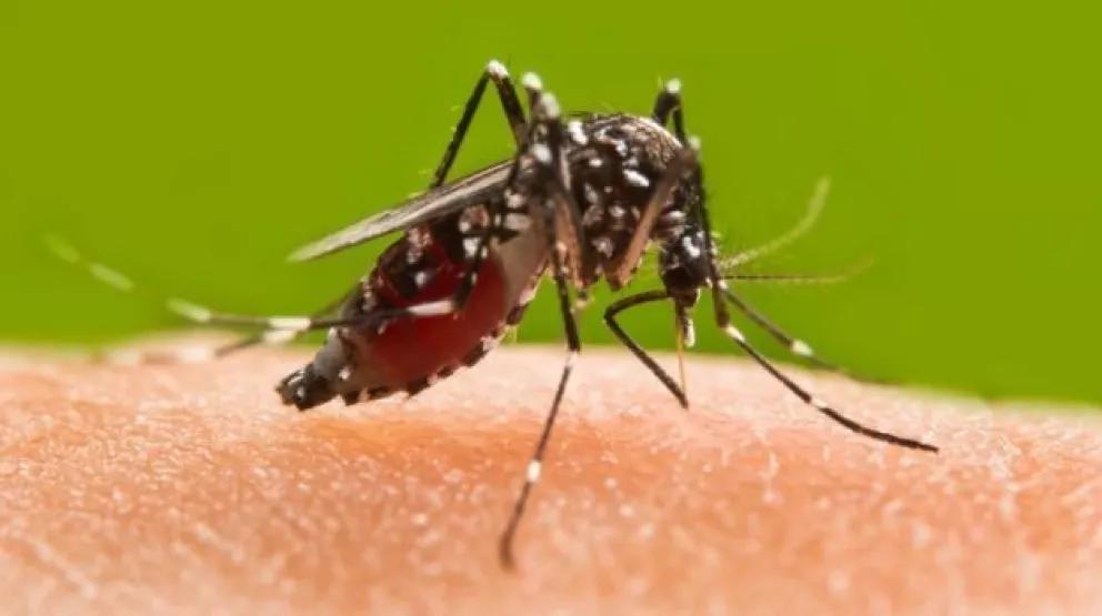No le des al dengue lo más valioso de tu hogar. La salud de tu familia.
