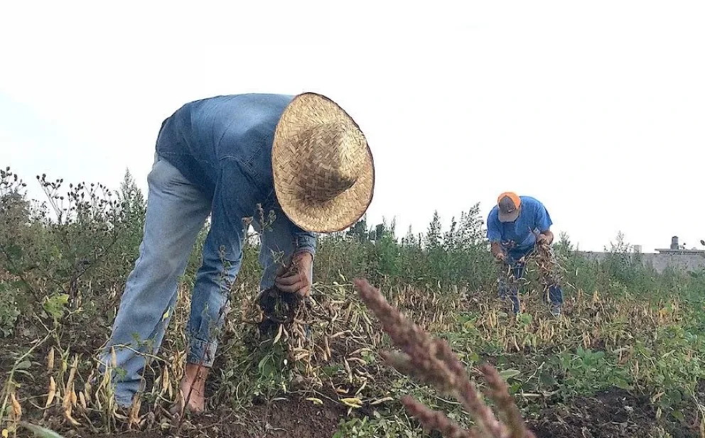 Fortalecen aportaciones de investigación y tecnología en sector agropecuario