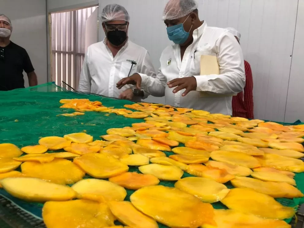 Inauguran planta deshidratadora de mango en Rosario