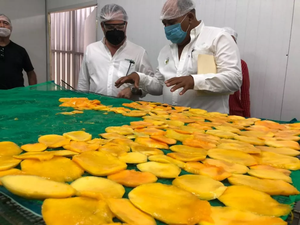 Inauguran planta deshidratadora de mango en Rosario