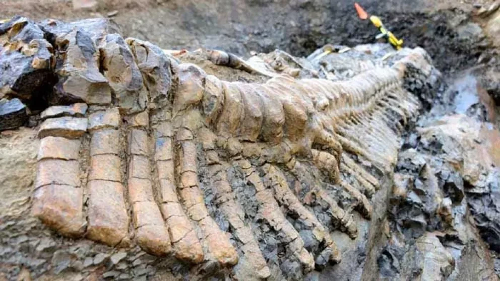 Descubren fósil de gigantesco dinosaurio acorazado en Coahuila