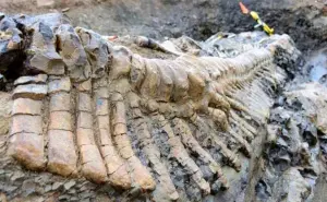 Descubren fósil de gigantesco dinosaurio acorazado en Coahuila