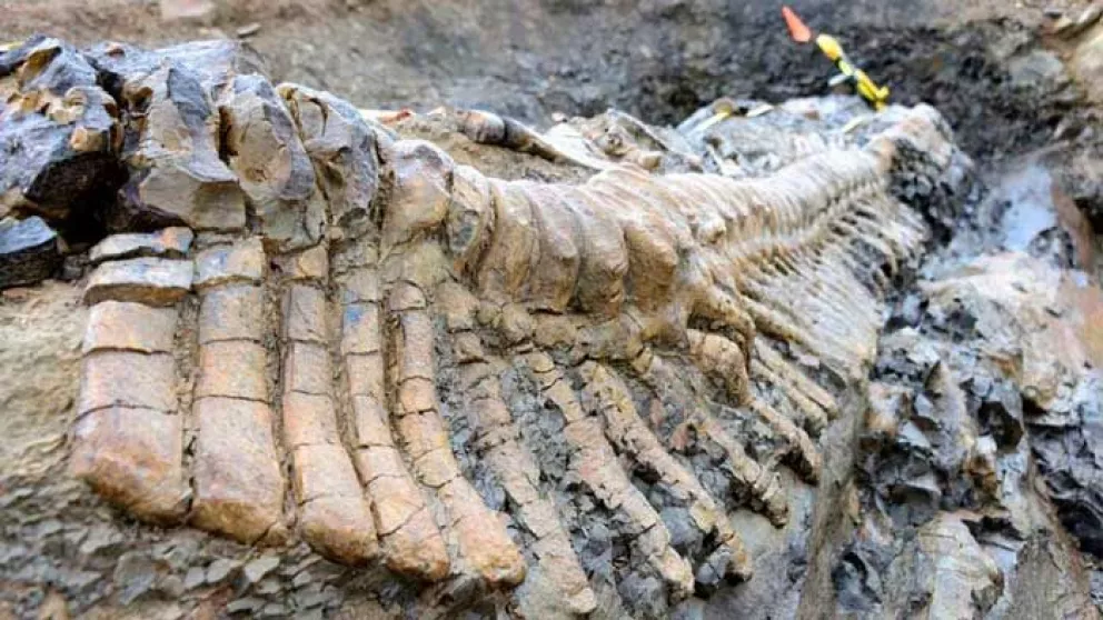 Descubren fósil de gigantesco dinosaurio acorazado en Coahuila