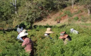 El cultivo del chiltepín pudiera desplazar a la marihuana en Sinaloa
