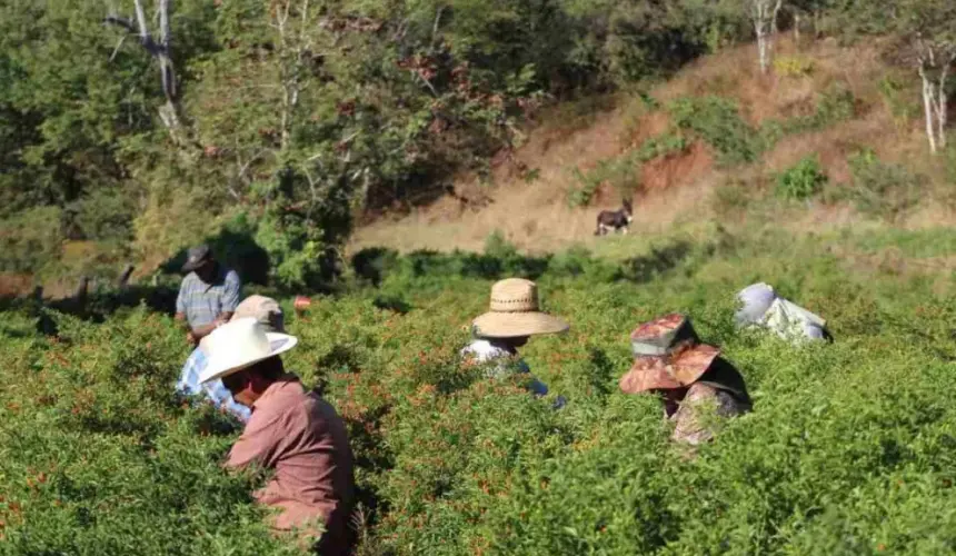 El cultivo del chiltepín pudiera desplazar a la marihuana en Sinaloa