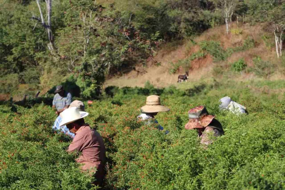 El cultivo del chiltepín pudiera desplazar a la marihuana en Sinaloa