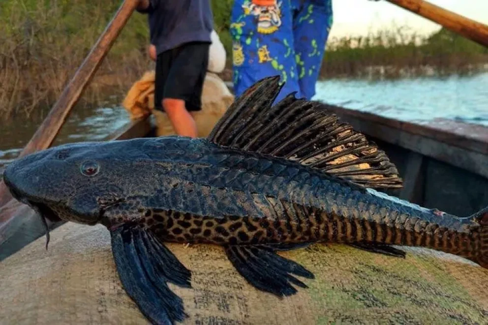 El pez diablo disminuye la pesca en Laguna de Chiricahueto